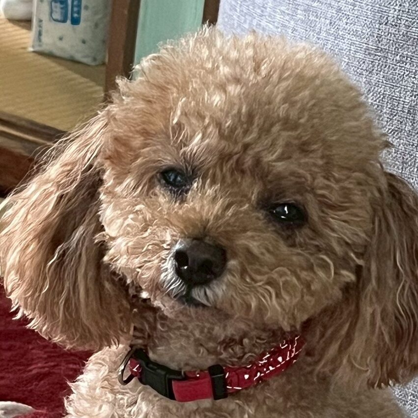 こころみたすペット思い出セレモニーにて葬儀したペットちゃん | ショコラくん