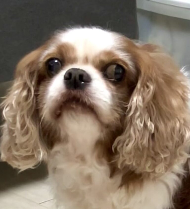 マロンくん | こころみたす ペット思い出セレモニー