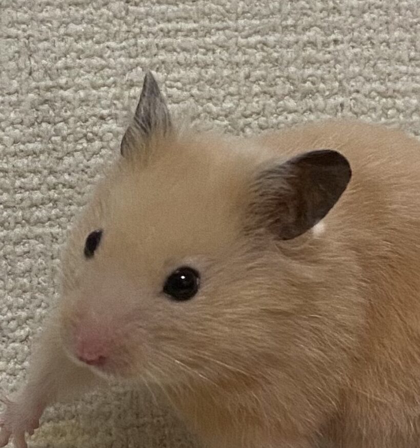 こころみたすペット思い出セレモニーにて葬儀したペットちゃん | トニーくん