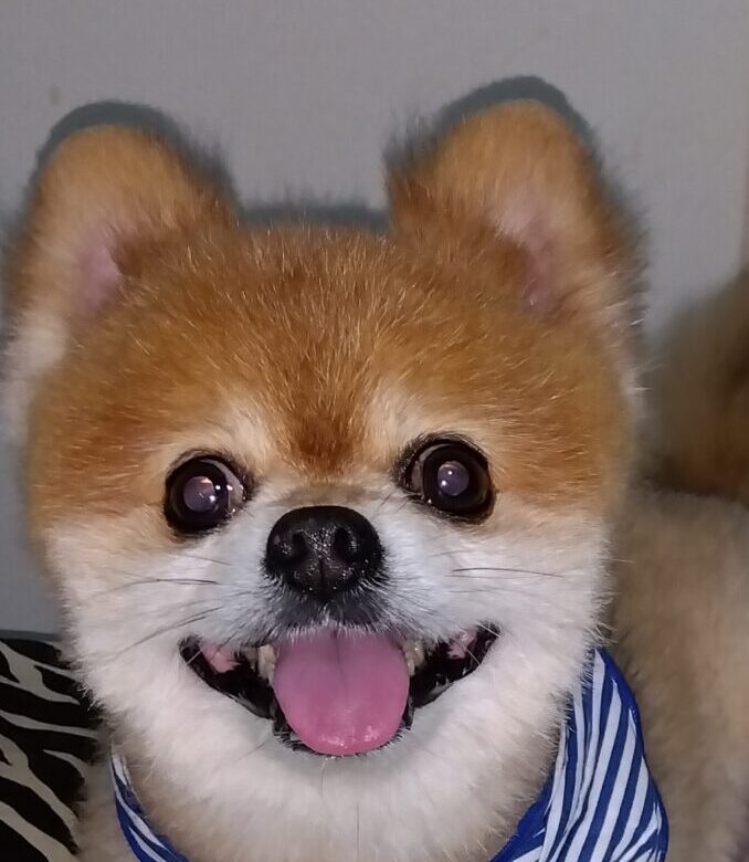 こころみたすペット思い出セレモニーにて葬儀したペットちゃん | まつりくん