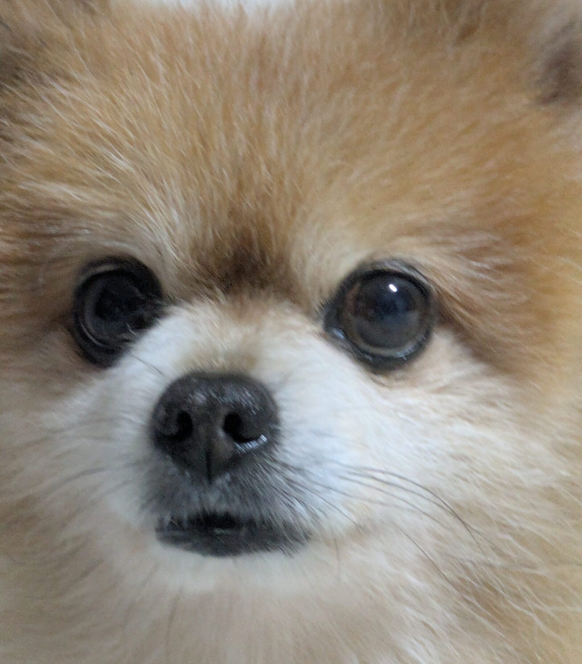 こころみたすペット思い出セレモニーにて葬儀したペットちゃん | まつりくん