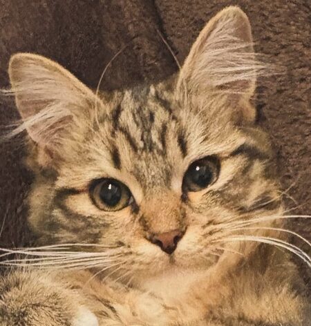 こころみたすペット思い出セレモニーにて葬儀したペットちゃん | 大福くん