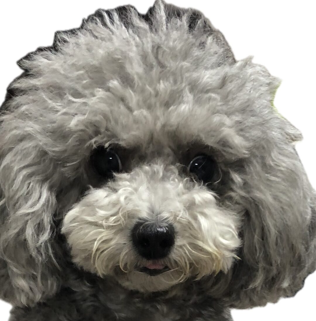 ななちゃん | こころみたす ペット思い出セレモニー