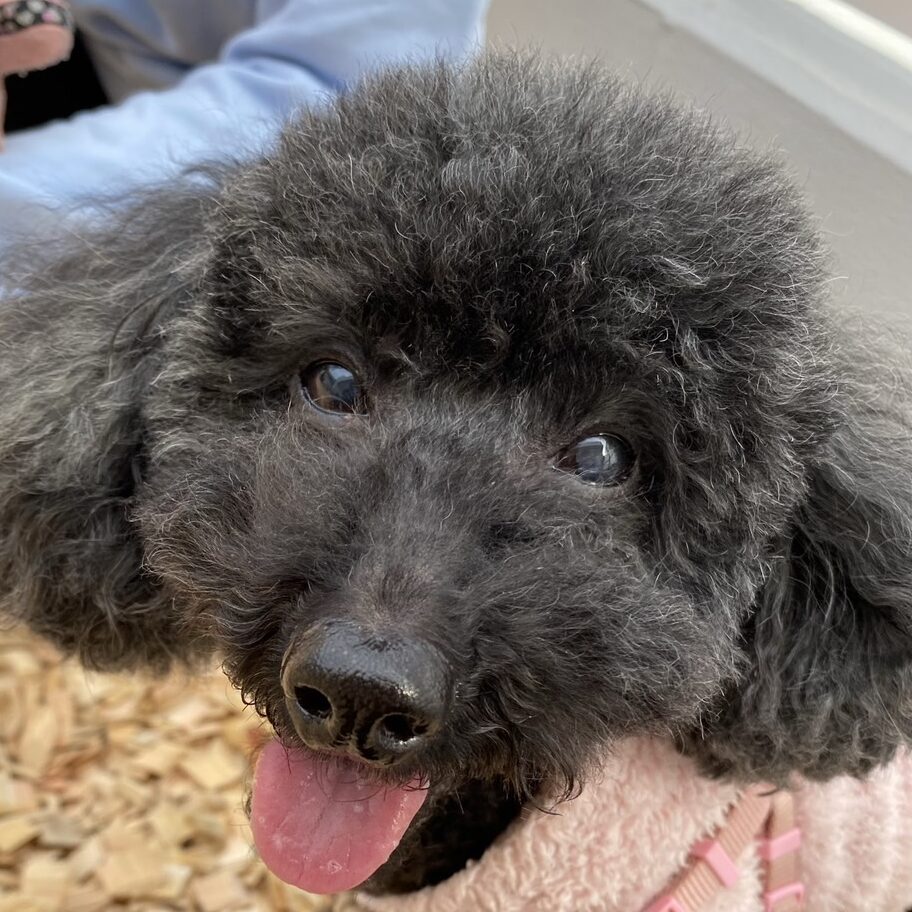 ここまちゃん | こころみたす ペット思い出セレモニー