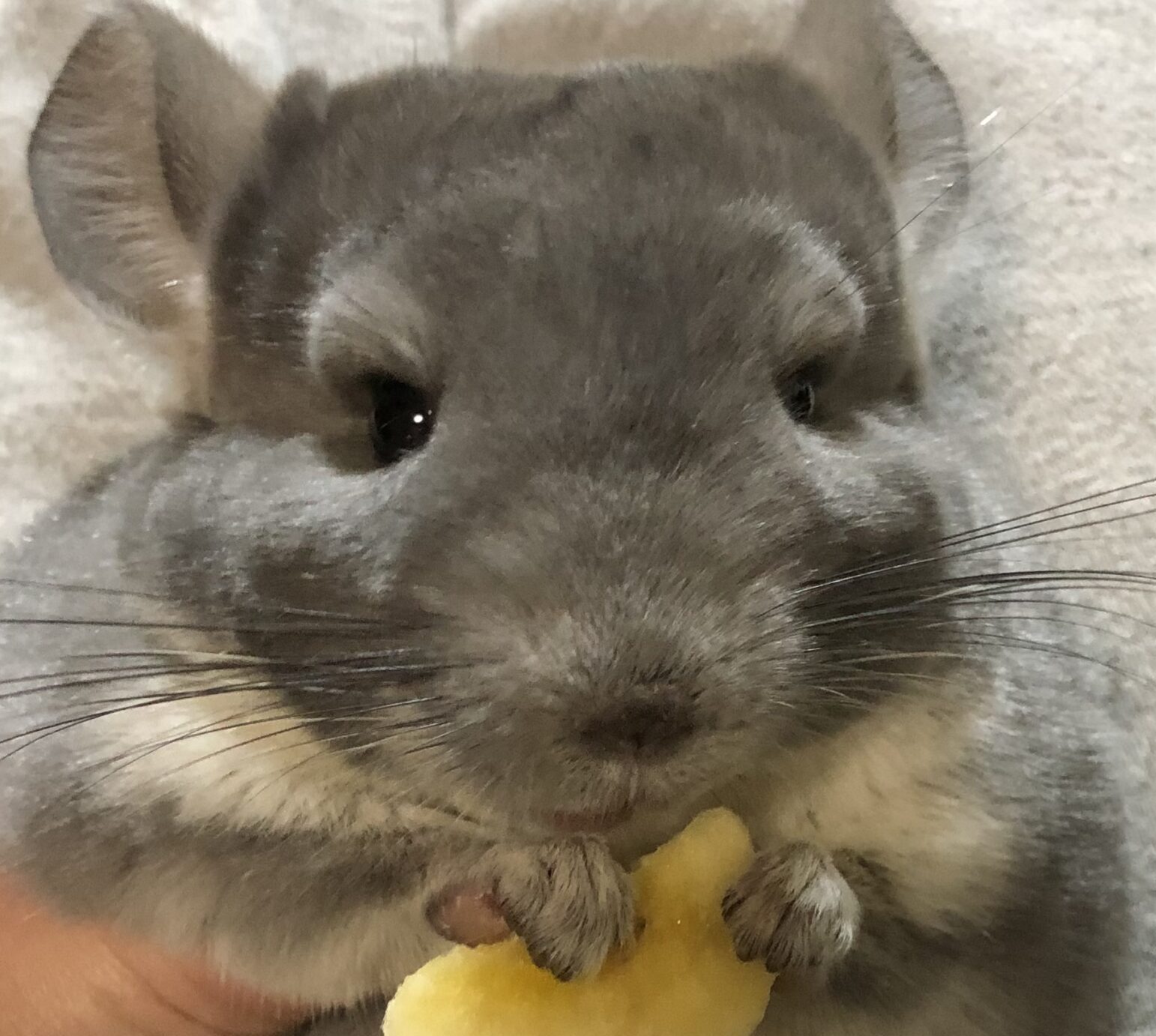 こころみたすペット思い出セレモニーにて葬儀したペットちゃん | あんずちゃん