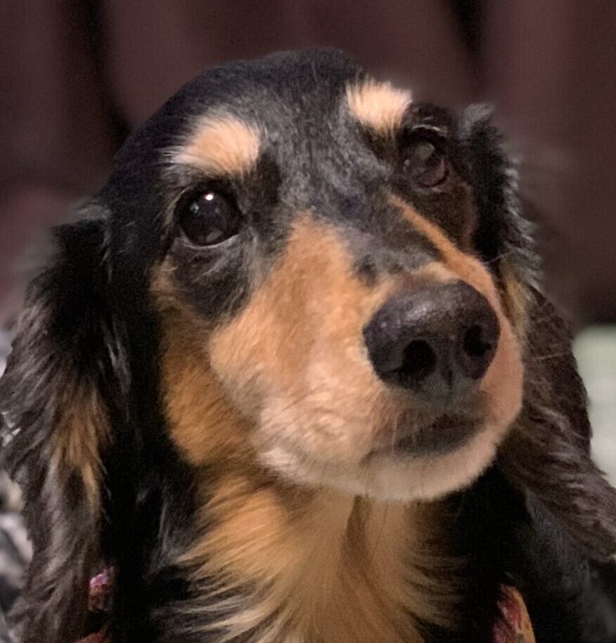 こころみたすペット思い出セレモニーにて葬儀したペットちゃん | ポッキー