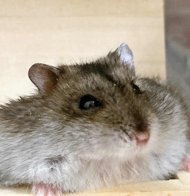 こころみたすペット思い出セレモニーにて葬儀したペットちゃん | ロコンちゃん