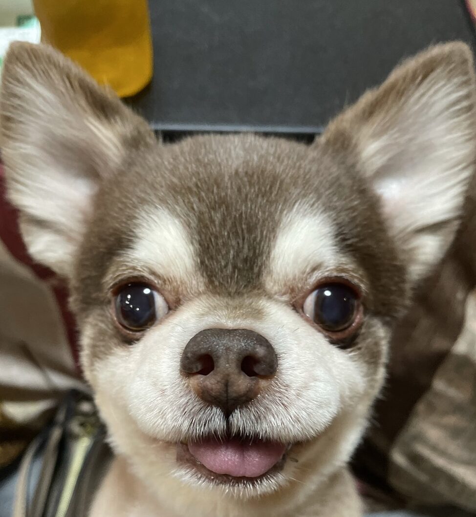 タロくん | こころみたす ペット思い出セレモニー