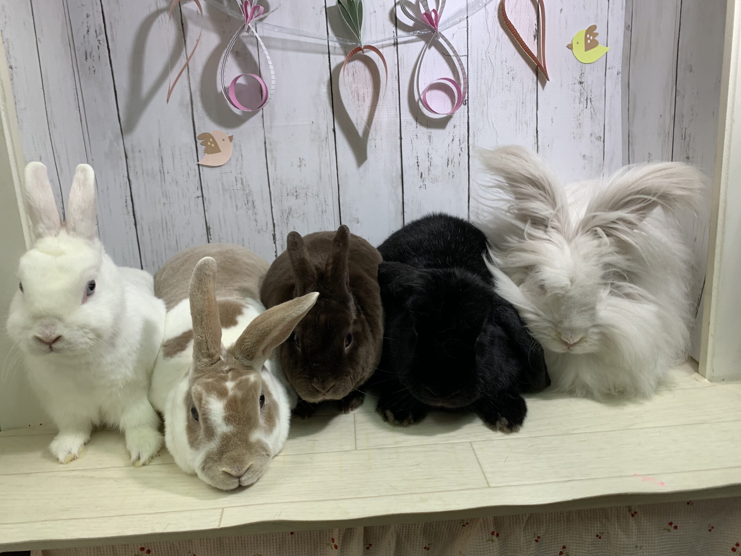 こころみたすペット思い出セレモニーにて葬儀したペットちゃん | コットンちゃん