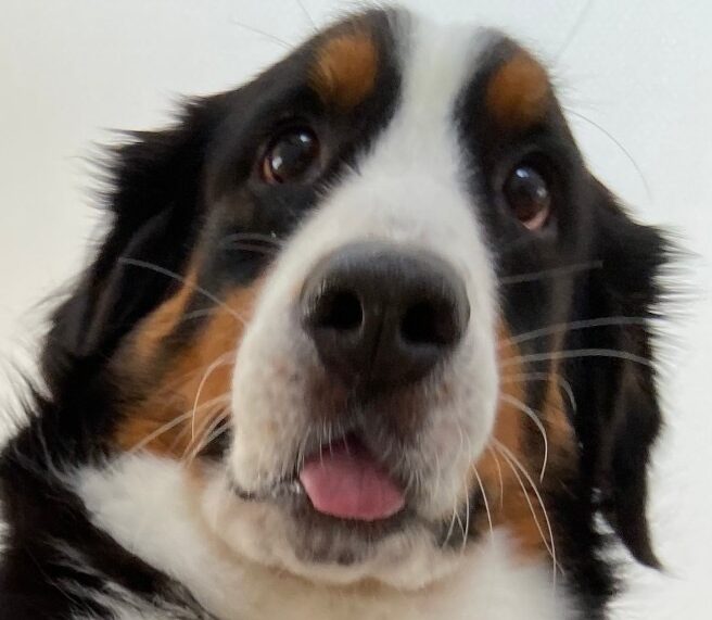 こころみたすペット思い出セレモニーにて葬儀したペットちゃん | カーフィーちゃん