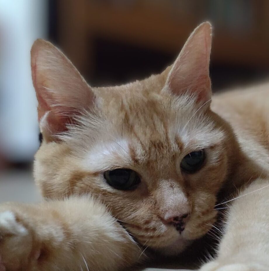 こひめちゃん | こころみたす ペット思い出セレモニー