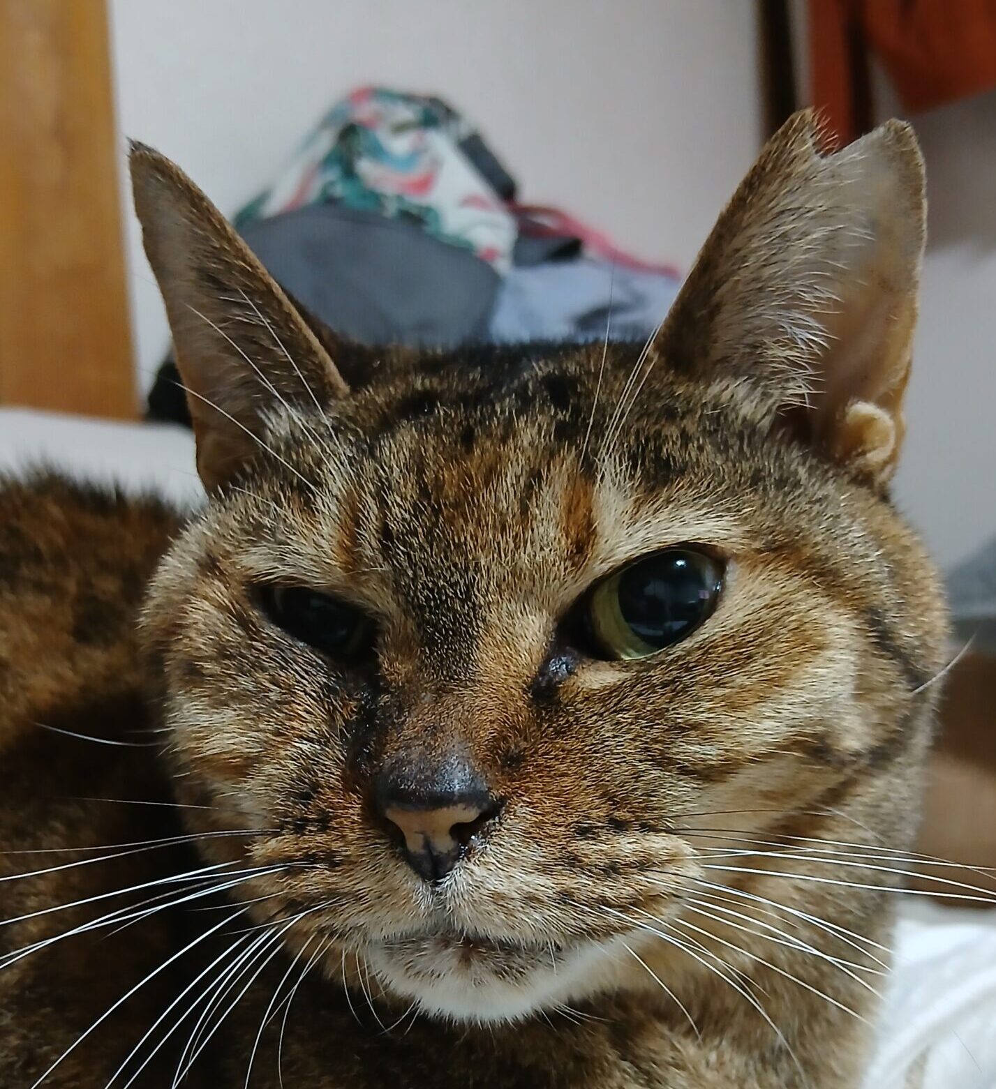 こころみたすペット思い出セレモニーにて葬儀したペットちゃん | さくらちゃん