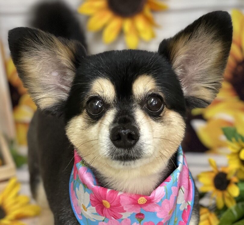 チャラくん | こころみたす ペット思い出セレモニー