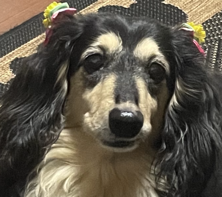 チェリーちゃん | こころみたす ペット思い出セレモニー