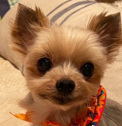 こころみたすペット思い出セレモニーにて葬儀したペットちゃん | 鶉ちゃん