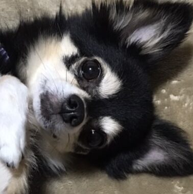 こころみたすペット思い出セレモニーにて葬儀したペットちゃん | トニーくん