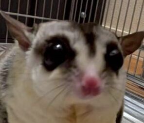 こころみたすペット思い出セレモニーにて葬儀したペットちゃん | うりくん