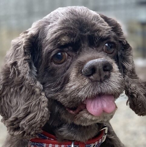 こころみたすペット思い出セレモニーにて葬儀したペットちゃん | アリスちゃん