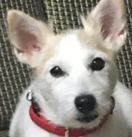 こころみたすペット思い出セレモニーにて葬儀したペットちゃん | しずくちゃん