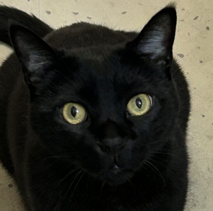 こころみたすペット思い出セレモニーにて葬儀したペットちゃん | ドムくん