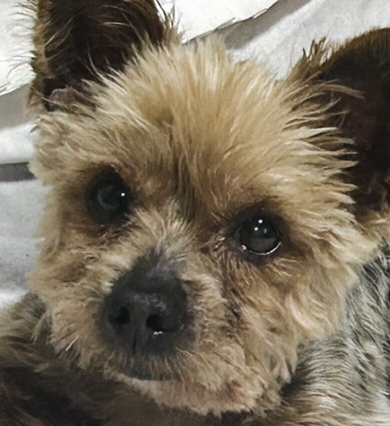 トムくん | こころみたす ペット思い出セレモニー