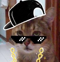 たっちゃん | こころみたす ペット思い出セレモニー