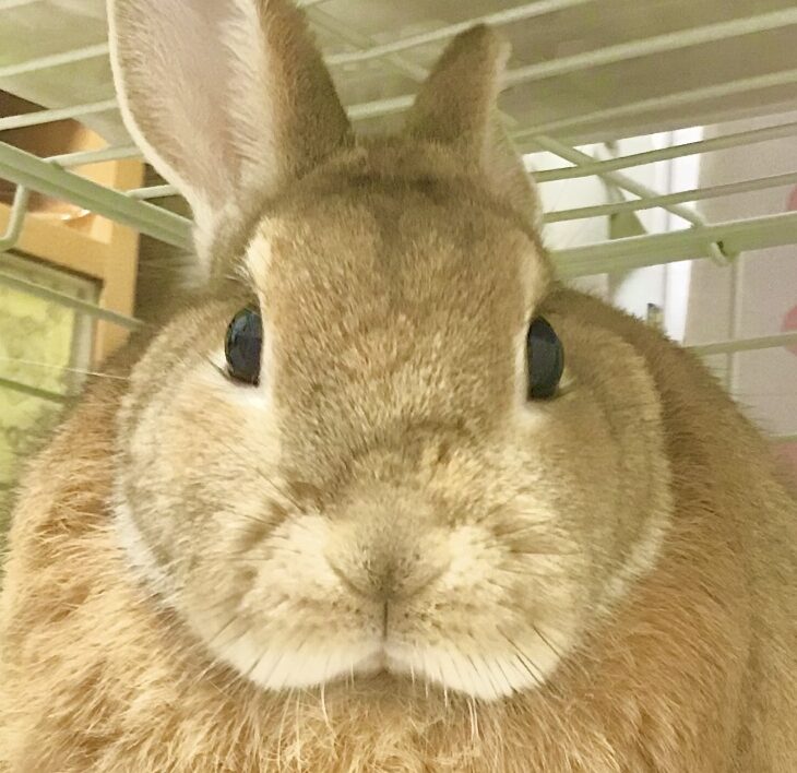 ポポちゃん | こころみたす ペット思い出セレモニー