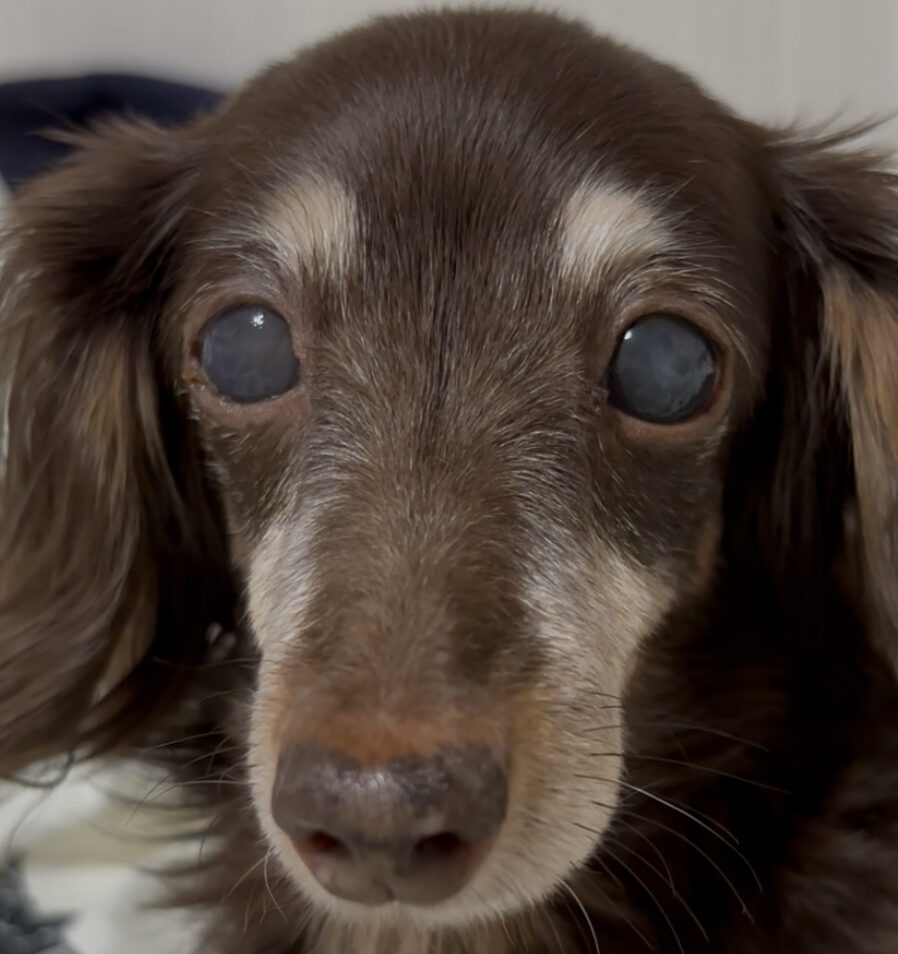 杏ちゃん | こころみたす ペット思い出セレモニー