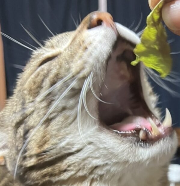 トラくん | こころみたす ペット思い出セレモニー