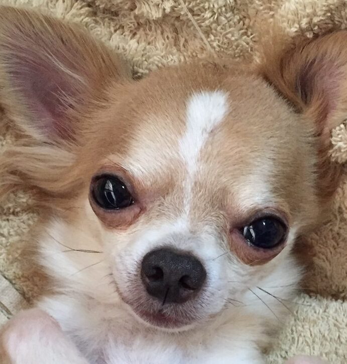 こころみたすペット思い出セレモニーにて葬儀したペットちゃん | チロルくん