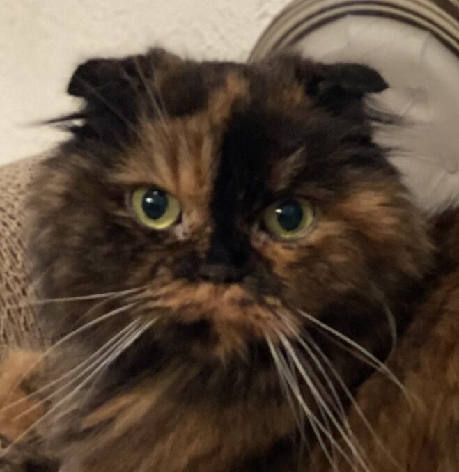 こころみたすペット思い出セレモニーにて葬儀したペットちゃん | もこちゃん