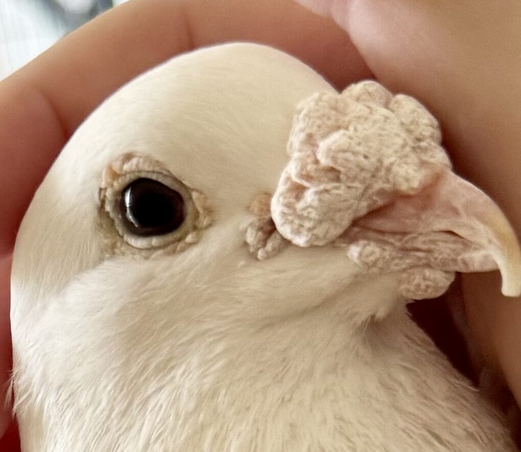 Barakaくん | こころみたす ペット思い出セレモニー