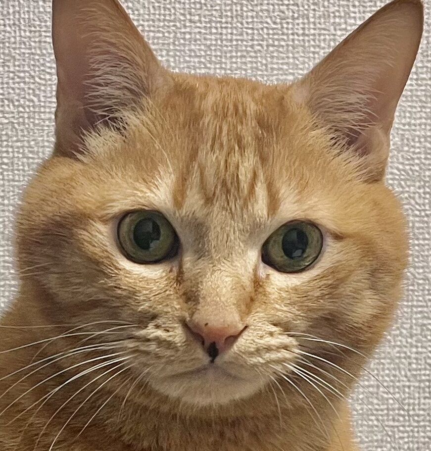 福くん | こころみたす ペット思い出セレモニー