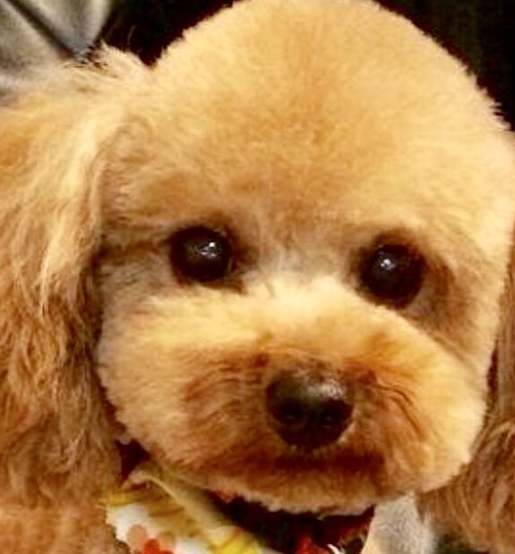 こころみたすペット思い出セレモニーにて葬儀したペットちゃん | MOCOちゃん