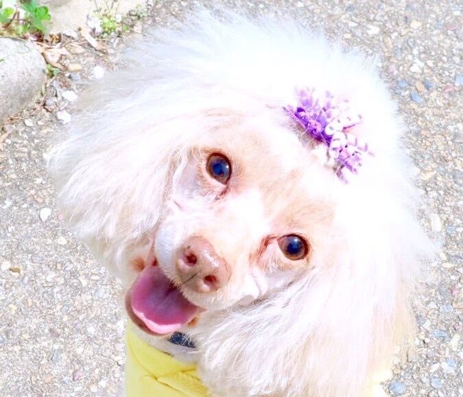 ぷうちゃん | こころみたす ペット思い出セレモニー