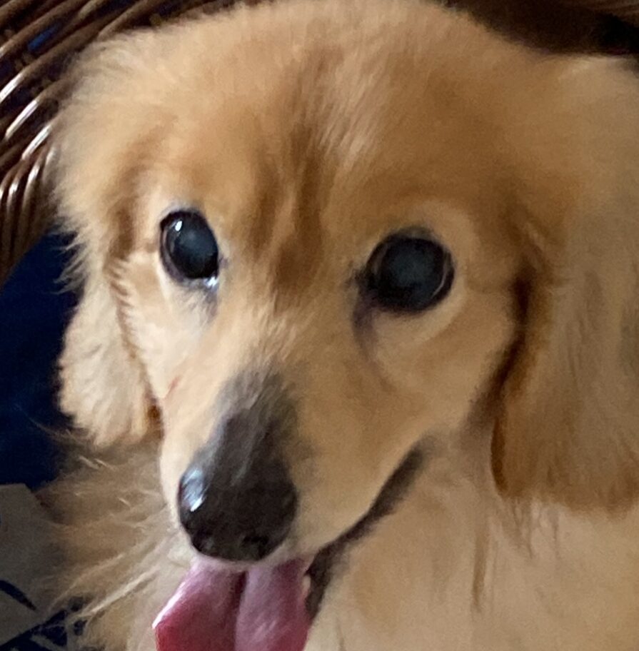 ルイくん | こころみたす ペット思い出セレモニー