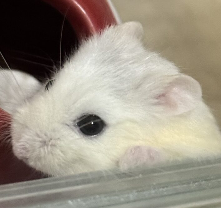 こころみたすペット思い出セレモニーにて葬儀したペットちゃん | ワルくん