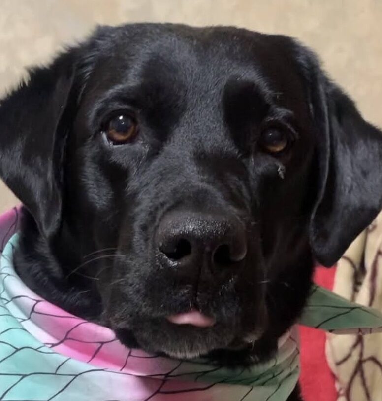 こころみたすペット思い出セレモニーにて葬儀したペットちゃん | ジンジャーちゃん