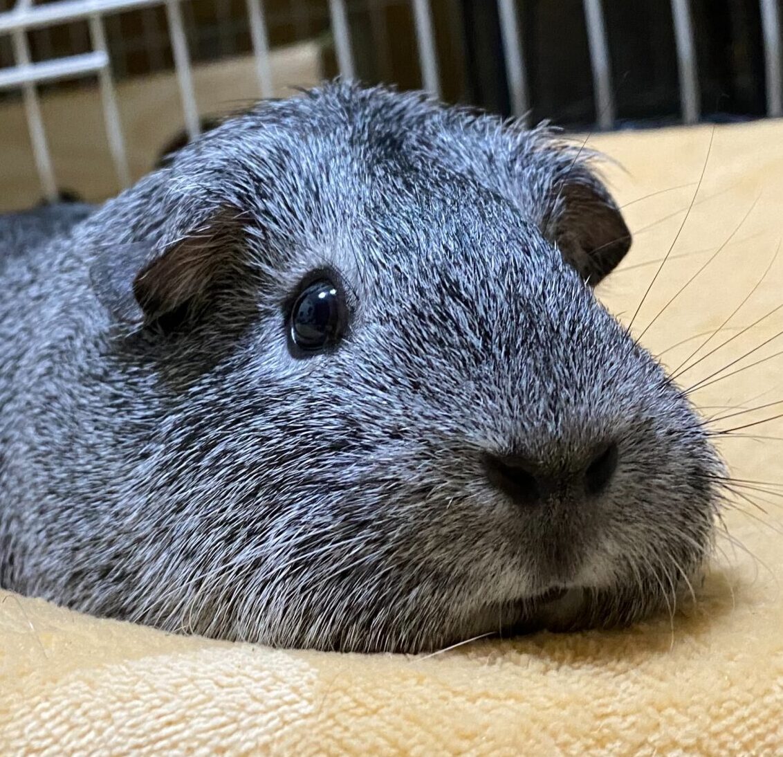 こころみたすペット思い出セレモニーにて葬儀したペットちゃん | こむぎちゃん