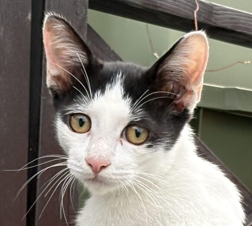 ピノくん | こころみたす ペット思い出セレモニー