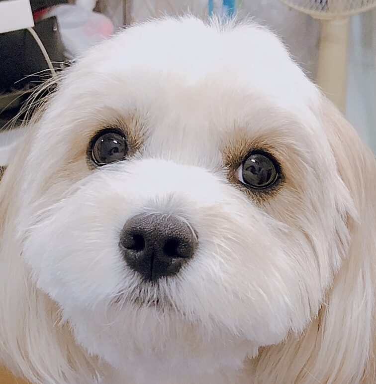 茶々ちゃん | こころみたす ペット思い出セレモニー