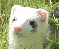 ランちゃん | こころみたす ペット思い出セレモニー