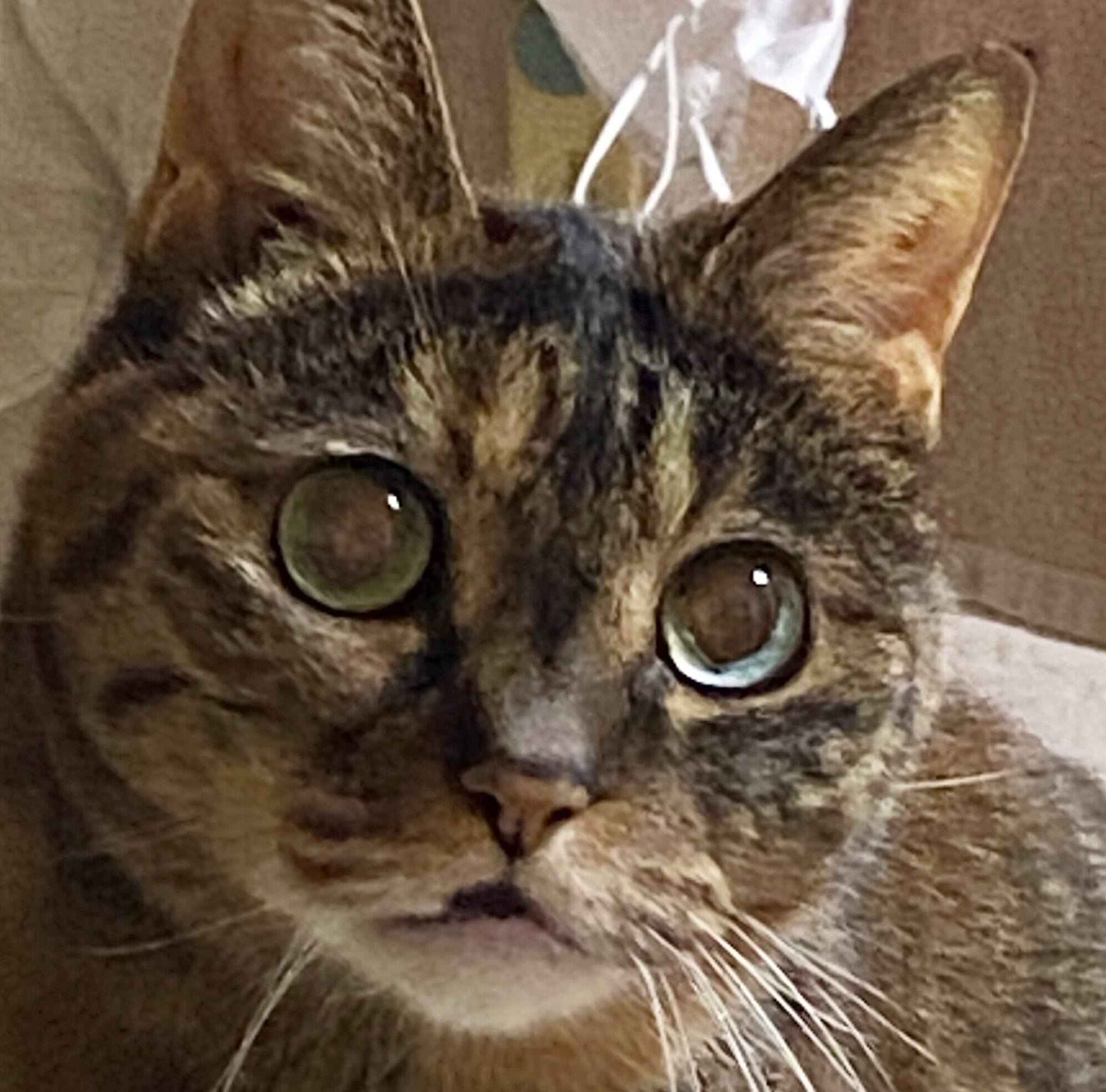 ユキちゃん | こころみたす ペット思い出セレモニー