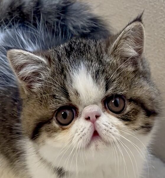 ごましおくん | こころみたす ペット思い出セレモニー