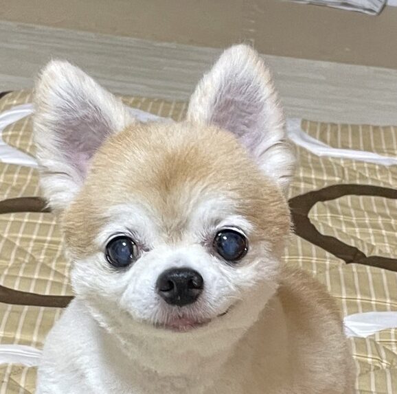 ラムちゃん | こころみたす ペット思い出セレモニー