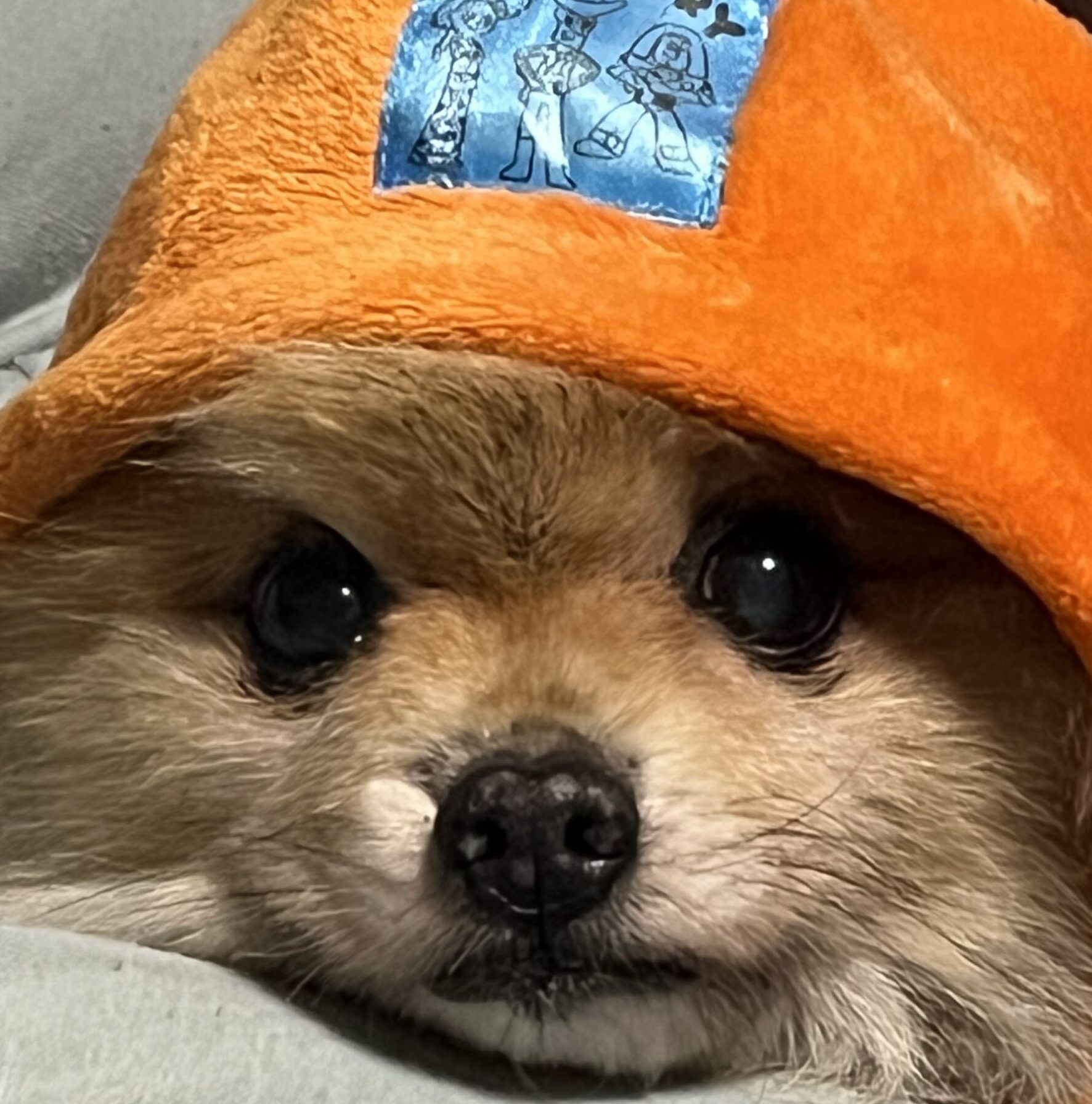 こころみたすペット思い出セレモニーにて葬儀したペットちゃん | 翔くん