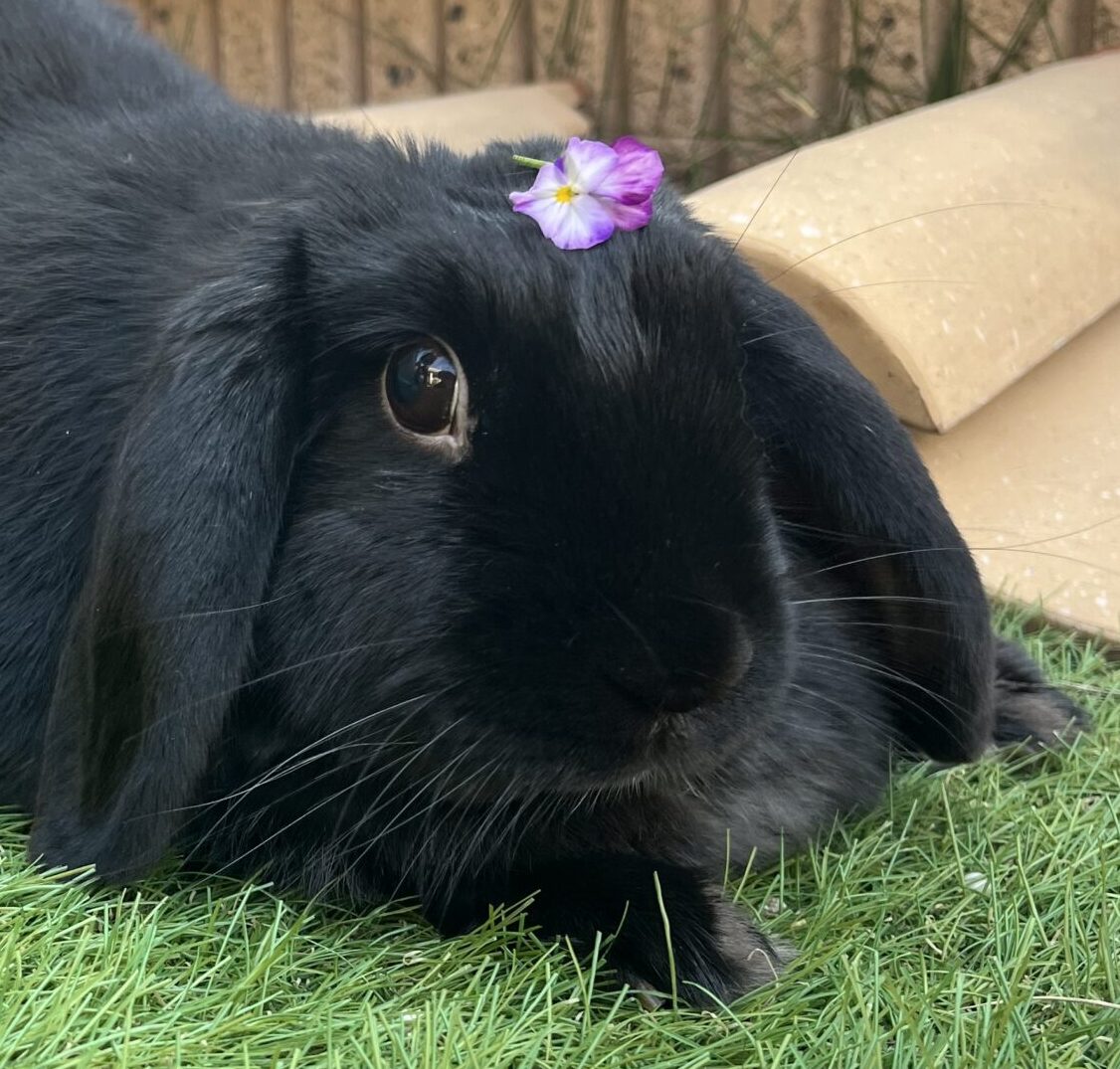 こころみたすペット思い出セレモニーにて葬儀したペットちゃん | まるちゃん