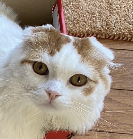 こころみたすペット思い出セレモニーにて葬儀したペットちゃん | ロトくん