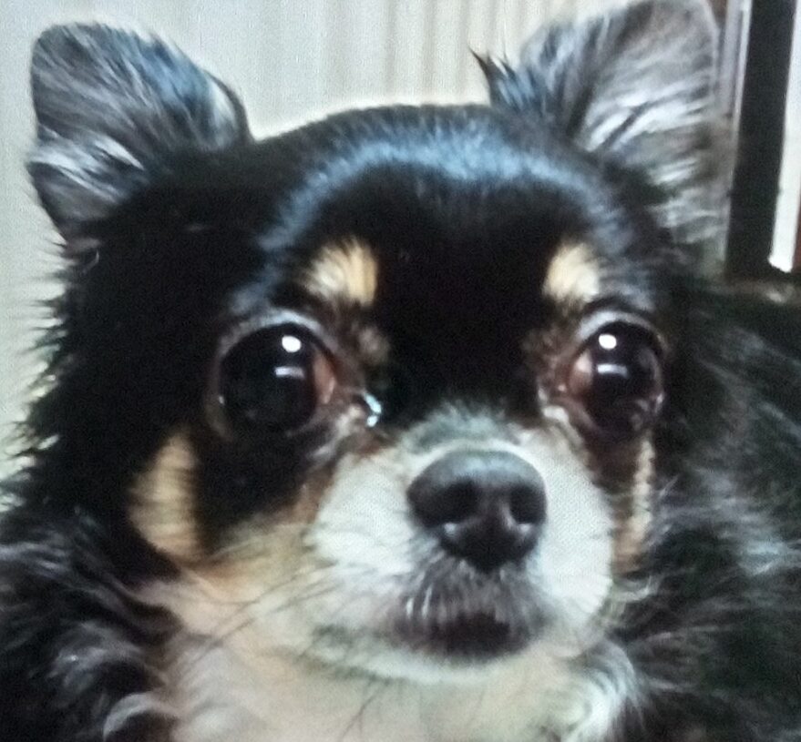 こころみたすペット思い出セレモニーにて葬儀したペットちゃん | レンちゃん