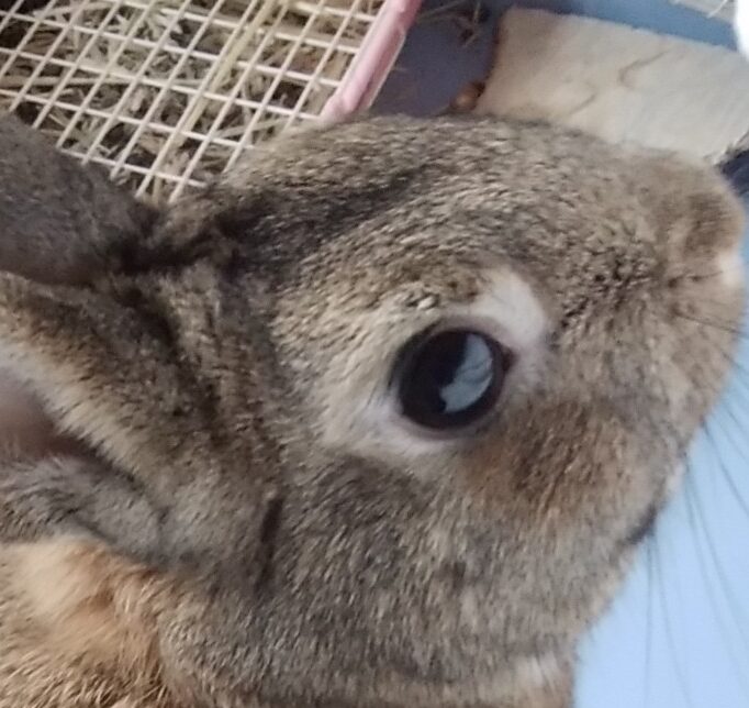 こころみたすペット思い出セレモニーにて葬儀したペットちゃん | うさおくん
